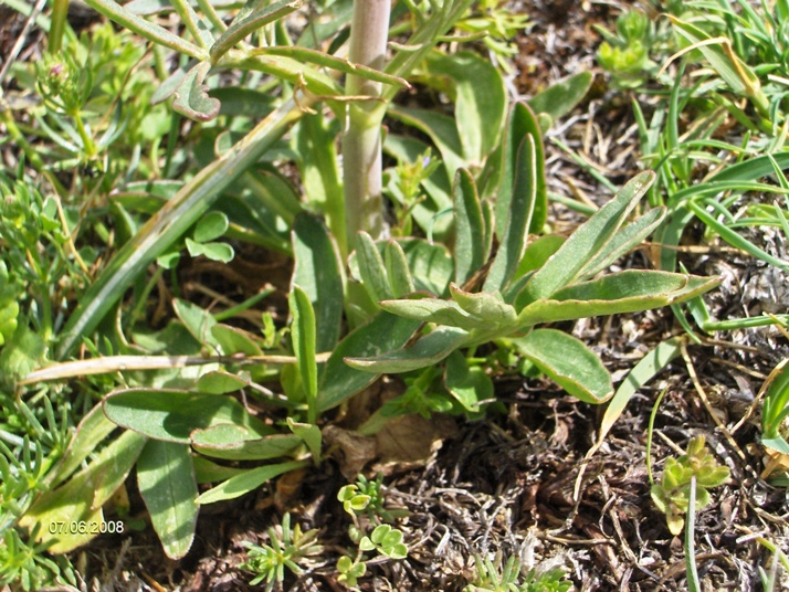 Valeriana tuberosa / Valeriana tuberosa